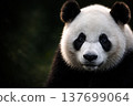 Close-up portrait of a giant panda 137699064