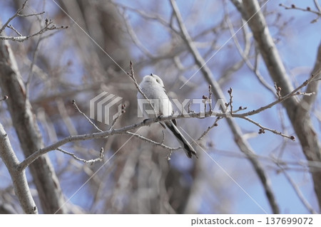 Shimaneenaga堅持分支機構 137699072