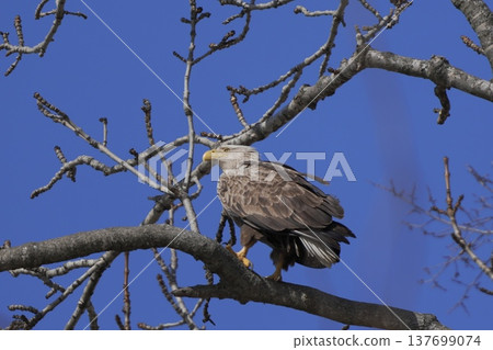 在樹枝困住的白被盯梢的老鷹 137699074