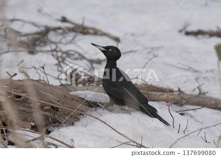 黑啄木鳥在雪地裡覓食 黑啄木鳥在雪地裡覓食 137699080