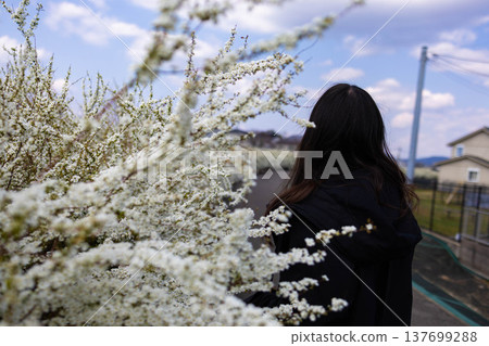 A path lined with spirea flowers and the back view of a woman. A path lined with spirea flowers and the back view of a woman. 137699288