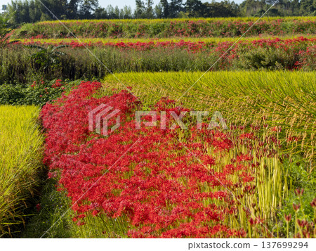 Cluster amaryllis blooming in autumn rice terraces Cluster amaryllis blooming in autumn rice terraces 137699294
