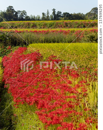 Cluster amaryllis blooming in autumn rice terraces Cluster amaryllis blooming in autumn rice terraces 137699295