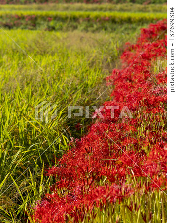 Cluster amaryllis blooming in autumn rice terraces Cluster amaryllis blooming in autumn rice terraces 137699304