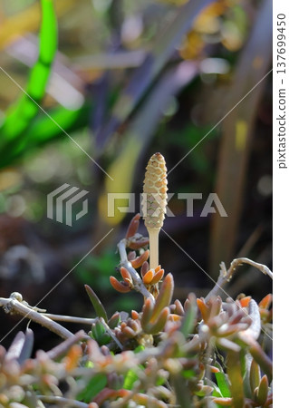 Tsukushi telling spring 137699450