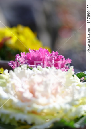 Floating peonies Floating peonies 137699451