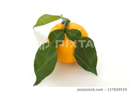 Leaves Yuzu Leaves Yuzu 137699559