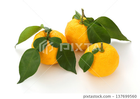 Leaves Yuzu Leaves Yuzu 137699560