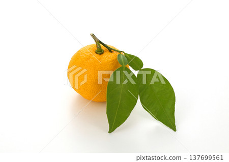Leaves Yuzu Leaves Yuzu 137699561