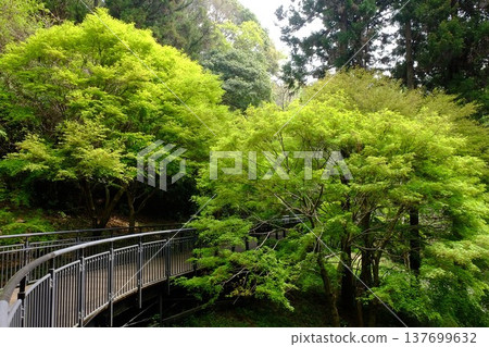 A walking path surrounded by fresh greenery [Tsukui, Sagamihara City, April] 137699632