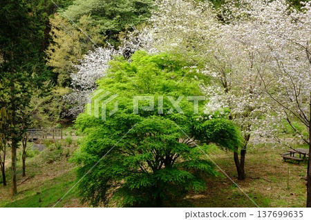 鮮嫩的綠色楓葉和山櫻 [相模原市築井，四月] 137699635