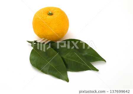 Fresh citron Fresh citron 137699642