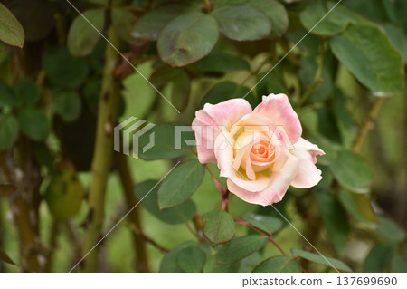 漂亮的粉紅色秋玫瑰 137699690