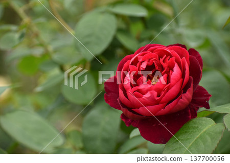 A vibrant red autumn rose A vibrant red autumn rose 137700056