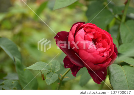 A vibrant red autumn rose 137700057