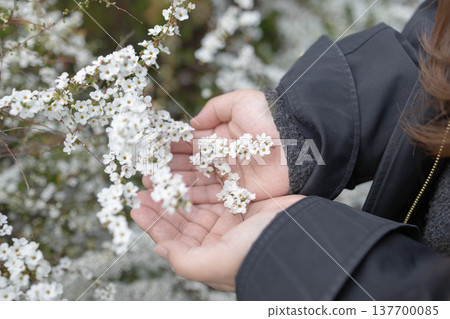Spiraea flowers blooming in the palm of my hand Spiraea flowers blooming in the palm of my hand 137700085