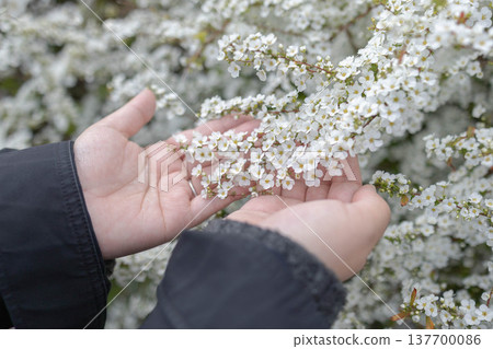 Spiraea flowers blooming in the palm of my hand Spiraea flowers blooming in the palm of my hand 137700086
