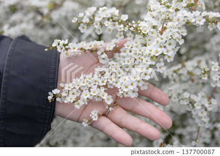 Spiraea flowers blooming in the palm of my hand Spiraea flowers blooming in the palm of my hand 137700087