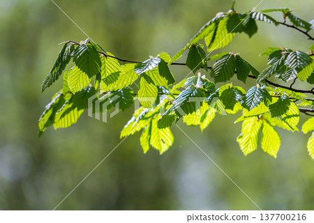 Fresh leaves of carpinus betulus in spring. Common hornbeam Fresh leaves of carpinus betulus in spring. Common hornbeam 137700216