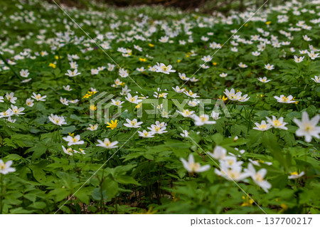 The many white wild flowers in spring forest. Blossom beauty, nature, natural. Sunny summer day, green grass in park. Anemonoides nemorosa The many white wild flowers in spring forest. Blossom beauty, nature, natural. Sunny summer day, green grass in park. Anemonoides nemorosa 137700217