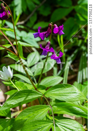 Flowers of spring vetchling Lathyrus vernus plant in wild nature. May 137700218