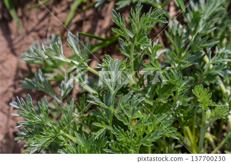 Bitter wormwood Artemisia absinthium bush grows in the wild Bitter wormwood Artemisia absinthium bush grows in the wild 137700230
