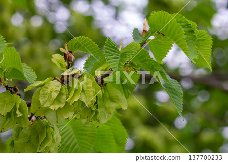 Close-up shot of the samara samarae of the Wych or Scots elm Ulmus glabra on the branches among green leaves in early spring 137700233