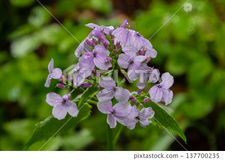 In spring, Lunaria rediviva blooms in the wild in the forest In spring, Lunaria rediviva blooms in the wild in the forest 137700235