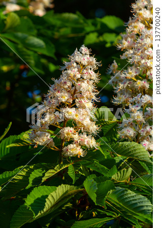 Aesculus hippocastanum is a large tree. Its inflorescences are a source of nectar for bees and insects, and are used as an ingredient in traditional medicine Aesculus hippocastanum is a large tree. Its inflorescences are a source of nectar for bees and insects, and are used as an ingredient in traditional medicine 137700240