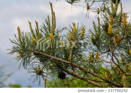 Selective focus of detail of ovoid and orange shoots of Pinus pinea and green needles with blurred background Selective focus of detail of ovoid and orange shoots of Pinus pinea and green needles with blurred background 137700242