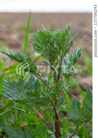 Artemisia vulgaris common mugwort allergen flowering Artemisia vulgaris common mugwort allergen flowering 137700243