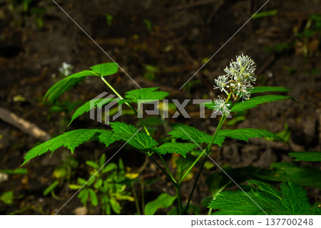 Eurasian baneberry with flower, Actaea spicata Eurasian baneberry with flower, Actaea spicata 137700248