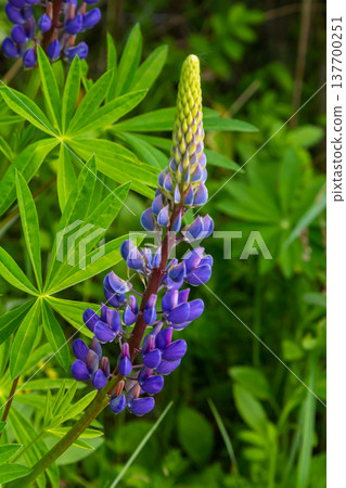 Lupinus, lupin, lupine field with pink purple and blue flowers 137700251