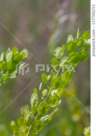 In nature, Thlaspi arvense grows among wild grasses In nature, Thlaspi arvense grows among wild grasses 137700253