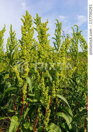 Part of a sorrel bush Rumex confertus growing in the wild with dry seeds on the stem 137700261