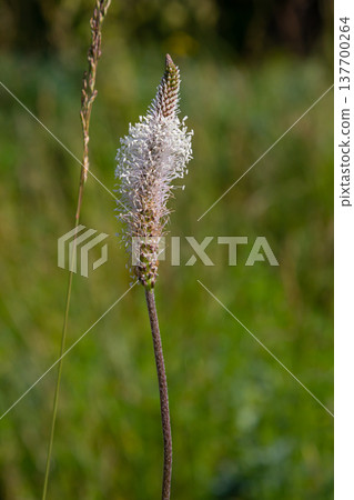 A close up of the wildflower Ribwort plantain, Plantago lanceolata A close up of the wildflower Ribwort plantain, Plantago lanceolata 137700264