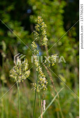 Plant Dactylis against green grass. In the meadow blooms valuable fodder grass Dactylis glomerata.Dactylis glomerata, also known as cock's foot, orchard grass, or cat grass 137700265