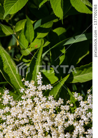Flower buds and flowers of the Black Elder in spring, Sambucus nigra Flower buds and flowers of the Black Elder in spring, Sambucus nigra 137700268