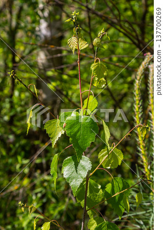 Close up view of flowering yellow catkins on a river birch tree betula nigra in spring, with blue sky background Close up view of flowering yellow catkins on a river birch tree betula nigra in spring, with blue sky background 137700269