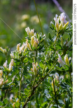 In the spring Chamaecytisus ruthenicus blooms in the wild In the spring Chamaecytisus ruthenicus blooms in the wild 137700275