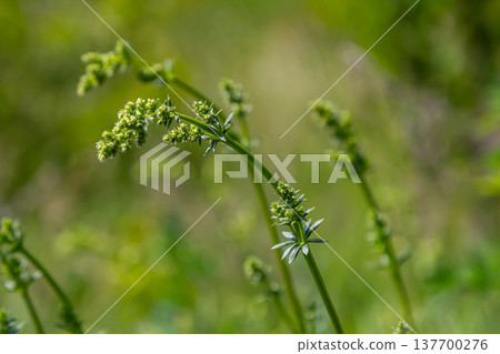 Beautiful blooming white bedstraw in June, galium album Beautiful blooming white bedstraw in June, galium album 137700276