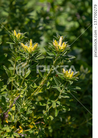 In the spring Chamaecytisus ruthenicus blooms in the wild In the spring Chamaecytisus ruthenicus blooms in the wild 137700279