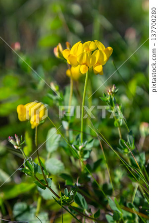 Close up of birds foot trefoil lotus corniculatus flowers in bloom. Beautiful yellow floral background Close up of birds foot trefoil lotus corniculatus flowers in bloom. Beautiful yellow floral background 137700280