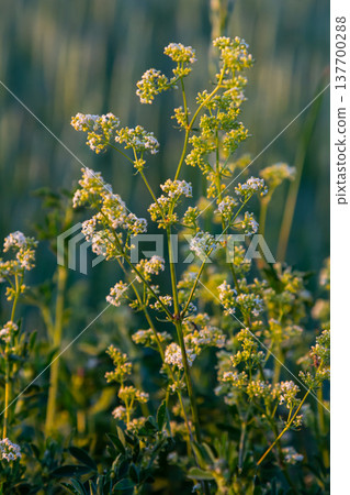 Beautiful blooming white bedstraw in June, galium album Beautiful blooming white bedstraw in June, galium album 137700288