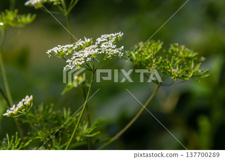 Chaerophyllum aureum Golden Chervil Golden Chervil Chaerophyllum aureum Golden Chervil Golden Chervil 137700289