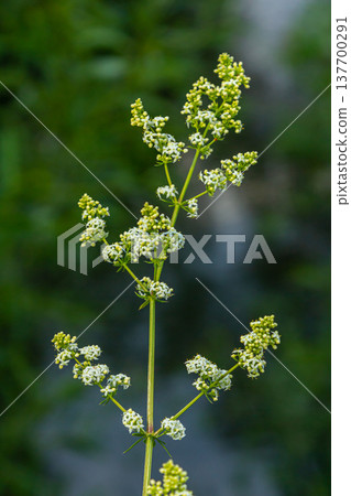 Beautiful blooming white bedstraw in June, galium album Beautiful blooming white bedstraw in June, galium album 137700291