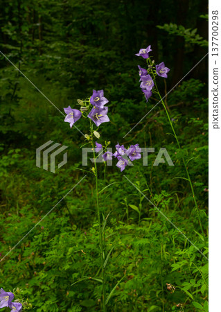 Photo of Campanula latifolia flower, broad-leaved bellflower, urple, botany forest meadow, spring flowering plant forest, nature macro photo 137700298
