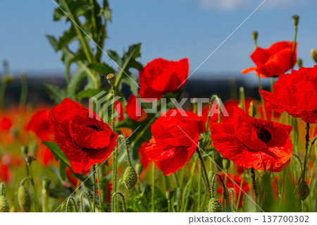 Papaver rhoeas or common poppy, red poppy is an annual herbaceous flowering plant in the poppy family, Papaveraceae, with red petals Papaver rhoeas or common poppy, red poppy is an annual herbaceous flowering plant in the poppy family, Papaveraceae, with red petals 137700302