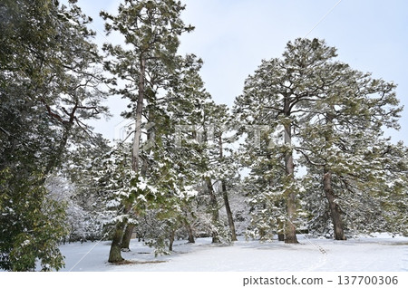 京都御苑的雪景和松樹 137700306