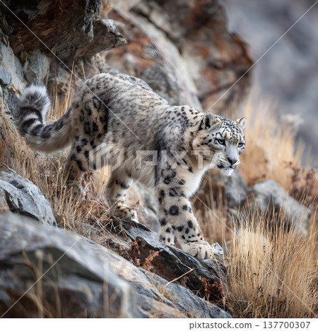 野生雪豹在岩石山上行走的自然照片 137700307